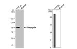 Gephyrin Antibody in Western Blot (WB)