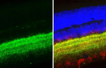 Gephyrin Antibody in Immunohistochemistry (Paraffin) (IHC (P))