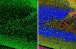 Gephyrin Antibody in Immunohistochemistry (Paraffin) (IHC (P))