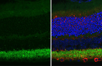 Gephyrin Antibody in Immunohistochemistry (Paraffin) (IHC (P))