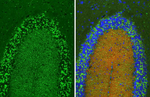 Gephyrin Antibody in Immunohistochemistry (Paraffin) (IHC (P))