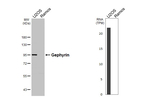 Gephyrin Antibody in Western Blot (WB)