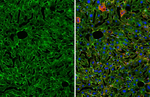 CD29 Antibody in Immunohistochemistry (Frozen) (IHC (F))