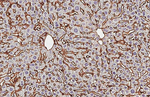 CD29 Antibody in Immunohistochemistry (Paraffin) (IHC (P))