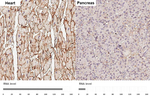 CD29 Antibody in Immunohistochemistry (Paraffin) (IHC (P))