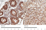CD29 Antibody in Immunohistochemistry (Paraffin) (IHC (P))
