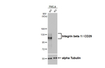 CD29 Antibody in Western Blot (WB)