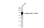 CD29 Antibody in Western Blot (WB)