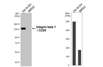 CD29 Antibody in Western Blot (WB)