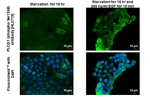 Phospho-PLCG1 (Ser1248) Recombinant Rabbit Monoclonal Antibody (HL3719)
