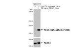 Phospho-PLCG1 (Ser1248) Antibody in Western Blot (WB)
