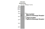 alpha-2a Adrenergic Receptor Antibody in Western Blot (WB)