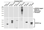 alpha-2a Adrenergic Receptor Antibody in Western Blot (WB)