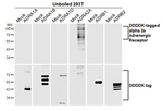 alpha-2a Adrenergic Receptor Antibody in Western Blot (WB)
