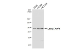 KDM1B Recombinant Rabbit Monoclonal Antibody (HL3728)