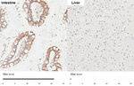 HKDC1 Antibody in Immunohistochemistry (Paraffin) (IHC (P))