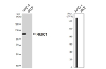 HKDC1 Antibody in Western Blot (WB)