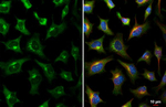 GALNT2 Antibody in Immunocytochemistry (ICC/IF)