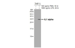IL-1 alpha Recombinant Rabbit Monoclonal Antibody (HL3748)