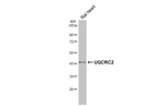 UQCRC2 Antibody in Western Blot (WB)