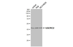 UQCRC2 Recombinant Rabbit Monoclonal Antibody (HL3749)