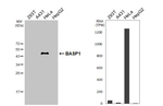 BASP1 Antibody in Western Blot (WB)