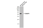 BASP1 Antibody in Western Blot (WB)