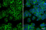 CX3CR1 Antibody in Immunocytochemistry (ICC/IF)