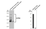 S1PR2 Antibody in Western Blot (WB)