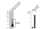 S1PR2 Antibody in Western Blot (WB)