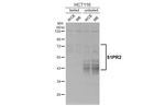 S1PR2 Antibody in Western Blot (WB)