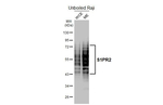S1PR2 Antibody in Western Blot (WB)