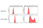 PAR2 Antibody in Flow Cytometry (Flow)