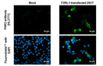 PAR2 Antibody in Immunocytochemistry (ICC/IF)