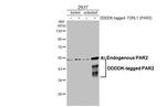 PAR2 Antibody in Western Blot (WB)