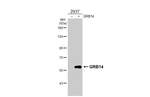 GRB14 Antibody in Western Blot (WB)