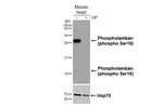 Phospho-Phospholamban (Ser16) Recombinant Rabbit Monoclonal Antibody (HL3794)