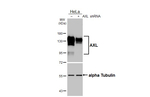 AXL Antibody in Western Blot (WB)