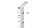AXL Antibody in Western Blot (WB)