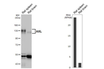 AXL Antibody in Western Blot (WB)