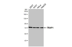 TRAP1 Antibody in Western Blot (WB)