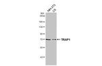 TRAP1 Antibody in Western Blot (WB)
