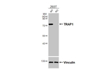 TRAP1 Antibody in Western Blot (WB)