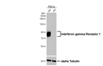 IFNGR1 Antibody in Western Blot (WB)