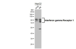 IFNGR1 Recombinant Rabbit Monoclonal Antibody (HL3811)