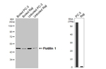 Flotillin 1 Recombinant Rabbit Monoclonal Antibody (HL3812)