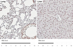 ALY Antibody in Immunohistochemistry (Paraffin) (IHC (P))