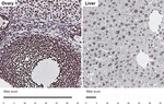 ALY Antibody in Immunohistochemistry (Paraffin) (IHC (P))
