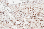 ALY Antibody in Immunohistochemistry (Paraffin) (IHC (P))