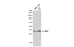 ALY Antibody in Western Blot (WB)